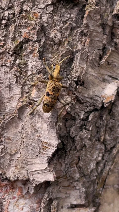 Macro Close-Up Of An Insect On Rough Tree Bark, Surrounded By Natural Forest Sce Stock Footage 314670229