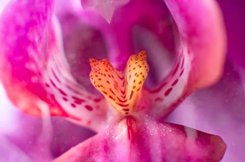 Macro close up of inside of the flower of a pink orchid. Selective focus Stock Photos