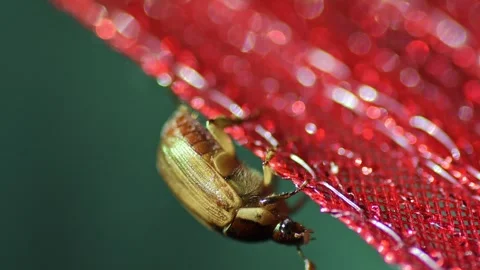 Macro Close-Up of Iridescent Green Beetle. 動画素材 330611728