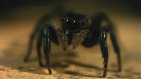 Macro Close Up of Jumping Spider, Detailed Salticidae View, 4K Stock Footage 337055142