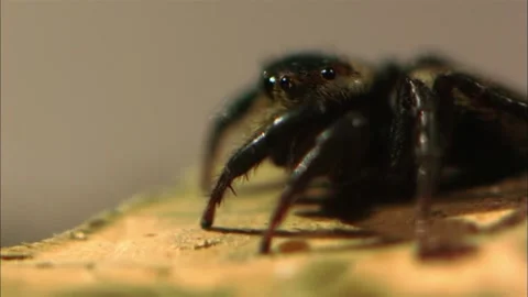 Macro Close Up of Jumping Spider, Detailed Salticidae View, 4K Stock Footage 337055169