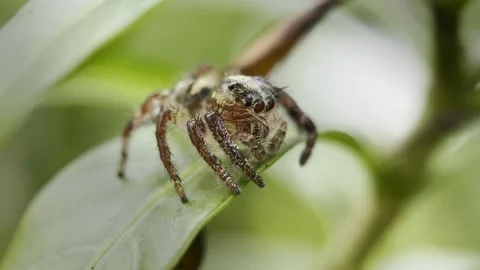 Macro Close-Up of a Jumping Spider on a Green Leaf Stock Footage 340671291