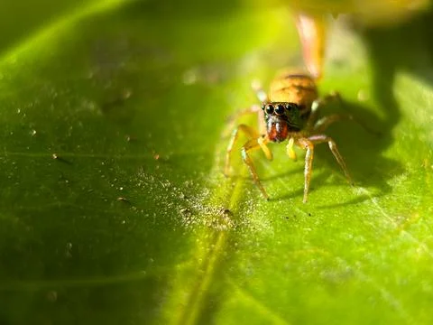 Macro Close-Up of a Jumping Spider on a Green Leaf Photos