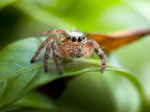 Macro Close-Up of a Jumping Spider on a Green Leaf 库存照片