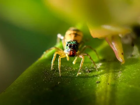 Macro Close-Up of a Jumping Spider on a Green Leaf 스톡 사진