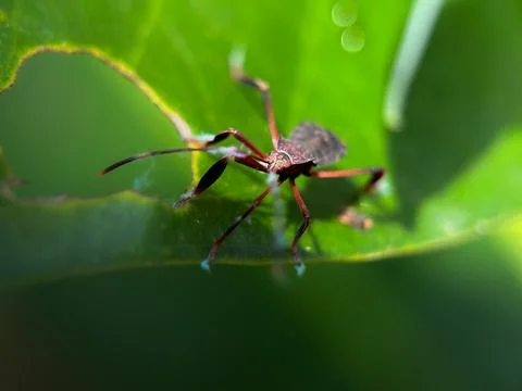 Macro Close-Up of a Jumping Spider on a Green Leaf Stockfoto's