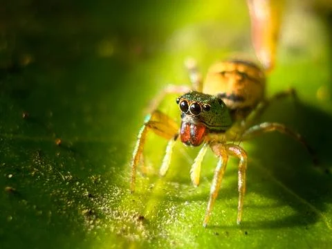 Macro Close-Up of a Jumping Spider on a Green Leaf 写真素材