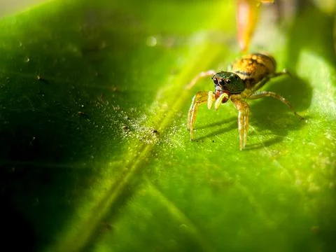 Macro Close-Up of a Jumping Spider on a Green Leaf Fotos Stock