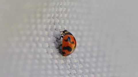 Macro close up of lady bird bug with orange spotted shell Stock Footage 321354743