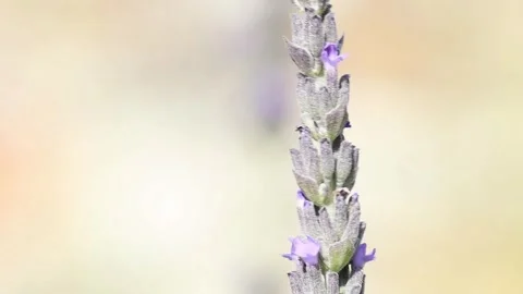 Macro Close-Up of a Ladybug Crawling on a Lavender Flower Stock Footage 339110709