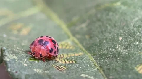 Macro close up of a ladybug on a green leaf Stock-Footage 346562434