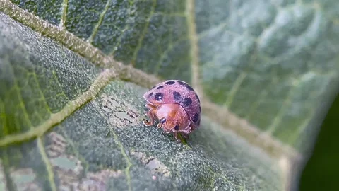 Macro close up of ladybug on green textured leaf 스톡 동영상 346548728