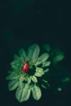Macro, close up of a ladybug on leafs Stock Photos