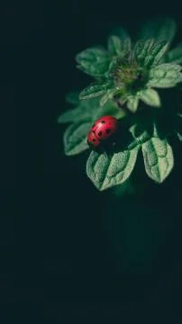 Macro, close up of a ladybug on leafs Stock Photos