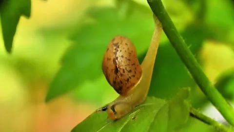 Macro Close Up of Land Snail Crawling Down from Plant Stem onto Leaf Stock Footage 338268615