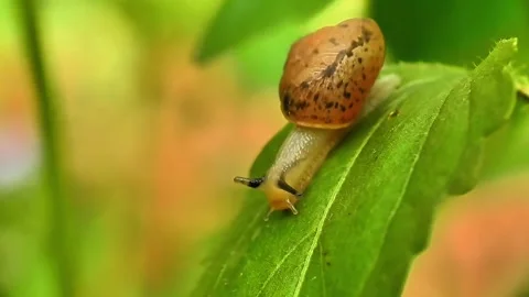 Macro Close Up of Land Snail Crawling Across Green Leaf in Tropical Nature Stock Footage 338268641