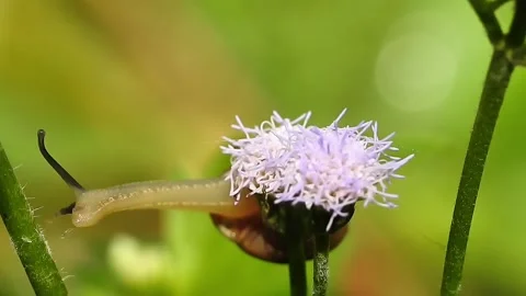 Macro Close Up of Land Snail Reaching Purple Wild Flower in Tropical Nature Stock Footage 338268546
