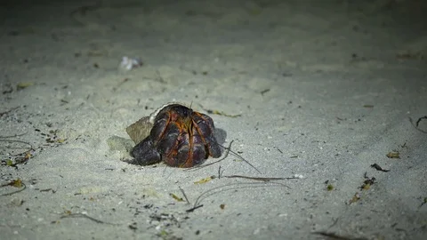 Macro close up of large black and red hermit crab Stock Footage 107891424