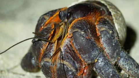 Macro close up of large black and red hermit crab Stock Footage 107891464