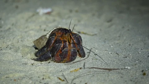 Macro close up of large black and red hermit crab Stock Footage 107891535