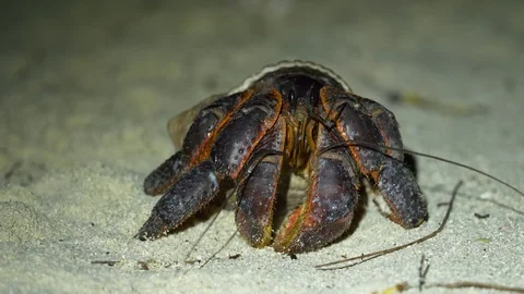 Macro close up of large black and red hermit crab Stock Footage 107891581