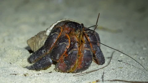 Macro close up of large black and red hermit crab Stock Footage 107891590