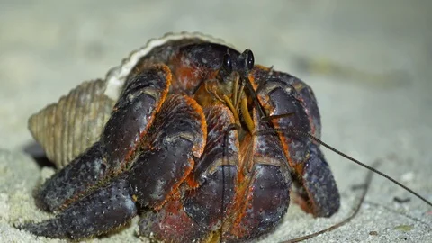 Macro close up of large black and red hermit crab Stock Footage 107891620