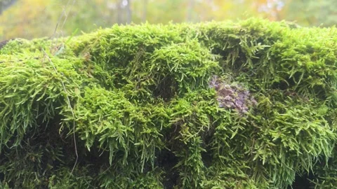 Macro Close Up Of Large Boulder Covered In Vibrant Green Moss Stock Footage 348166235
