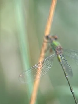 Macro close up of a large fly with long wings Stock Photos