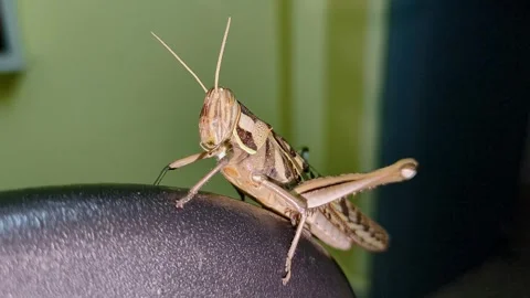 A macro close-up of a large locust grasshopper sitting on the top edge of a.. 스톡 동영상 313381348