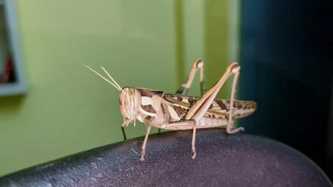 A macro close-up of a large locust grasshopper sitting on the top edge of a.. Stock Footage 313381361