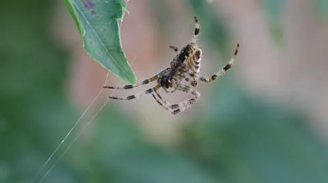 Macro close-up, large spider on strands of web swaying in wind. HD 1080p 24fps. Stock Footage 22705984