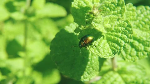 Macro close-up of leaf beetle on plant shot 002 Stock Footage 317006979