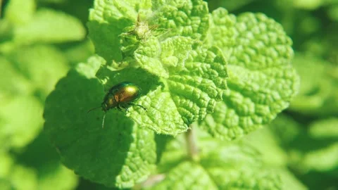 Macro close-up of leaf beetle on plant shot 001 Stock Footage 317006992