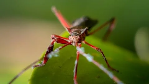 Macro Close-Up of a Leaf-Footed Bug Nymph on a Green Leaf Stock Photos