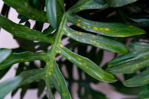 Macro close-up of leaf spot disease on Philodendron xanadu Stock Photos