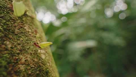 Macro close-up of a leafcutter ant carrying a leaf fragment up a mossy Stockbeeldmateriaal 336058854