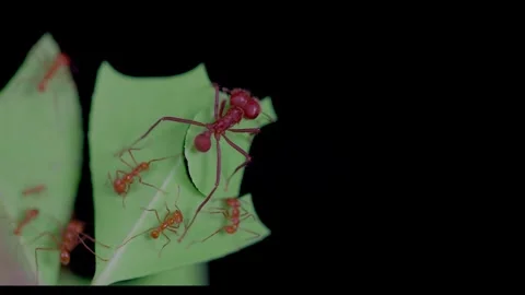 Macro Close-Up of Leafcutter Ant Soldier Cutting Leaf on Black Background Stock Footage 327342262