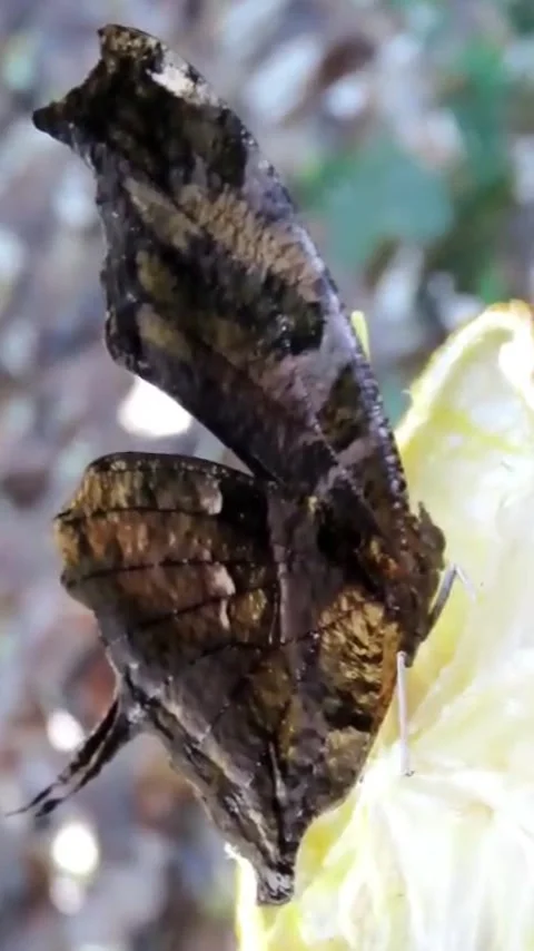 Macro Close Up of Leafwing Butterfly (Nymphalidae) Feeding on Citrus Fruit Slice Vídeos de archivo 343556815