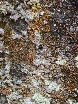 Macro Close Up of Lichen Moss and Fungus Growing on Rough Rock Surface Stock Photos