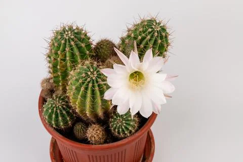 Macro close up of light pink flowers of cactus. Cactus in Bloom. Blooming cac Stock-Fotos