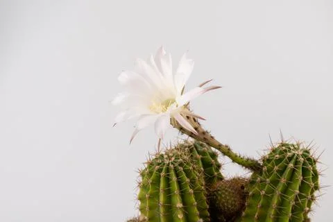 Macro close up of light pink flowers of cactus. Cactus in Bloom. Blooming cac Foto stock