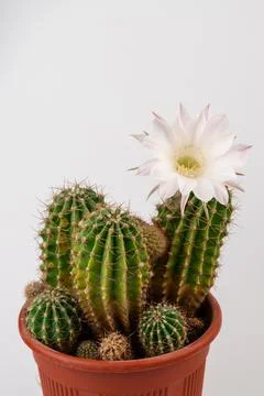 Macro close up of light pink flowers of cactus. Cactus in Bloom. Blooming cac Stock Photos