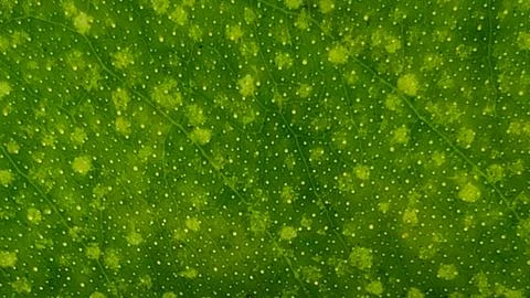 Macro Close Up of Lime Leaf with Yellow Spotted Pattern Stock Photos