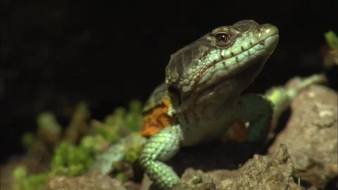 Macro Close Up of Lizard Profile, Detailed Reptile Head Shot, 4K Stock Footage 337055146