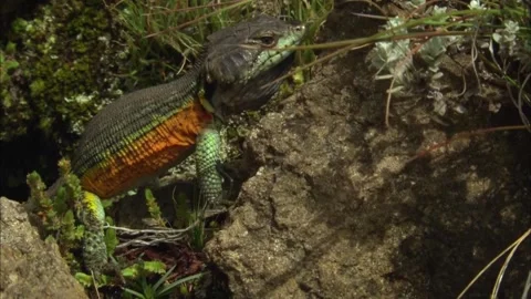 Macro Close Up of Lizard Profile, Detailed Reptile Head Shot, 4K Stock Footage 337055162
