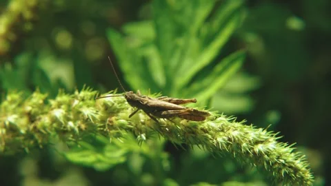 Macro close-up of locust insect on vegetation Stock Footage 317006976