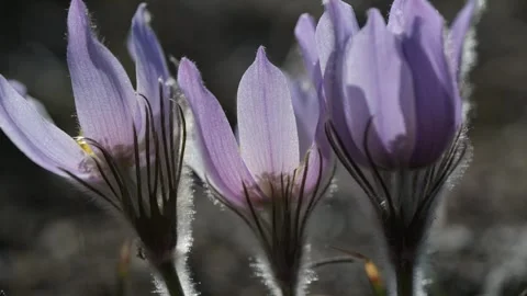 Macro close-up looking at backlit delicate crocus moving in a light wind Stock Footage 328428144