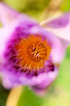 Macro close up of lotus in the park Stock Photos