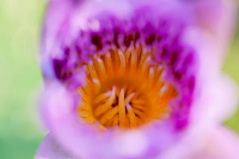 Macro close up of lotus in the park Foto stock